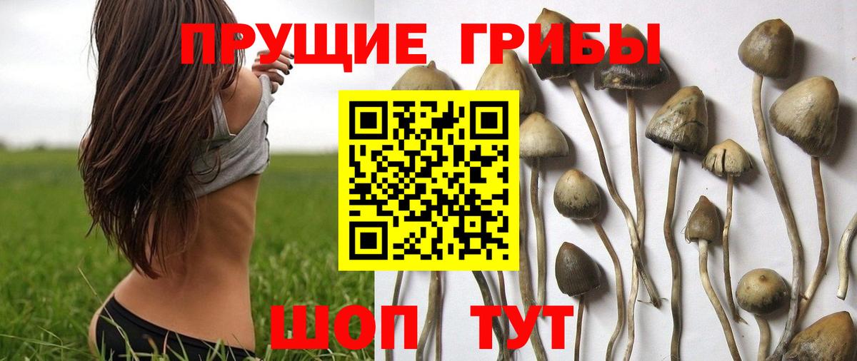 Псилоцибиновые грибы Magic Shrooms  Вход с VPN  магазин  наркотиков  Новочеркасск  Псилоцибиновые грибы Magic Shrooms 